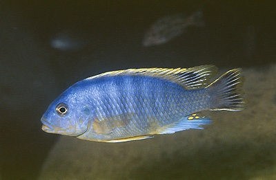 Petrotilapia microgalana 'Bandawe Point'